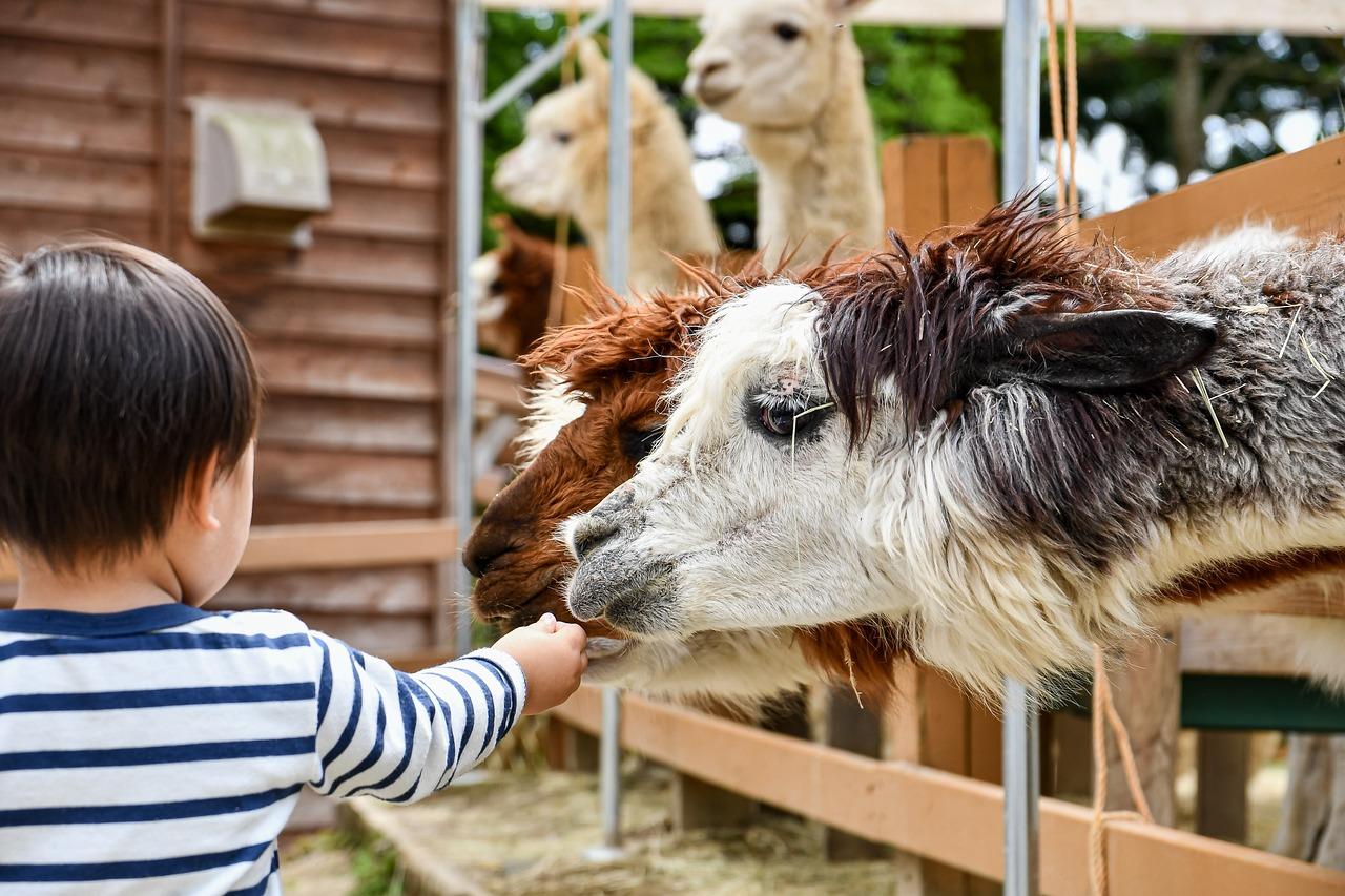 Kinderboerderij in Heerlen