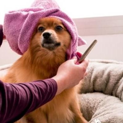 Hondentrimmer in Heerlen