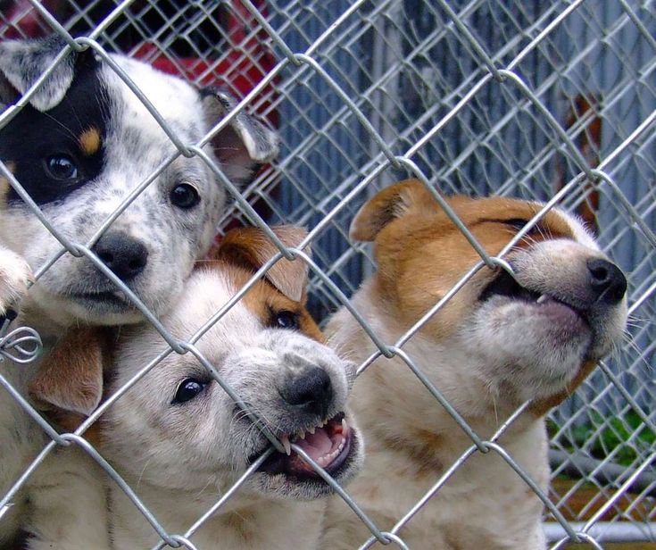Hondenfokker in Heerlen