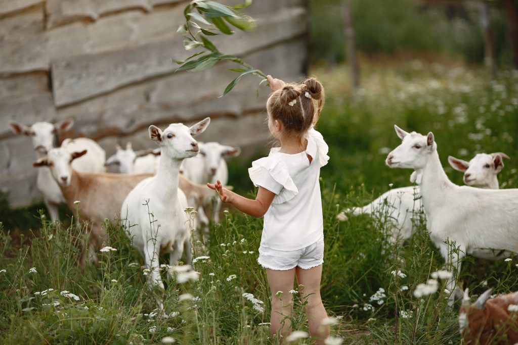 Kinderboerderij in Heerlen